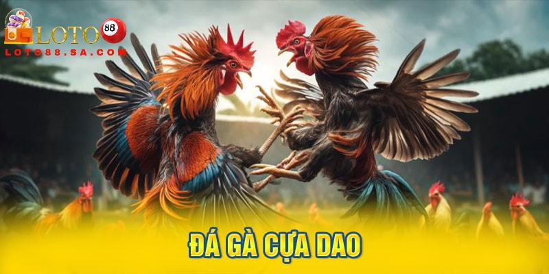 Đá gà cựa dao: Môn thể thao kịch tính, nghệ thuật chiến kê 4 Bạn nên tham gia cá cược đá gà tại Loto88