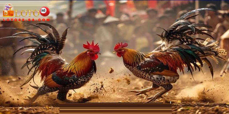 Đá gà cựa sắt: Môn thể thao kịch tính, nghệ thuật chiến đấu 2 Chú ý tìm hiểu các quy tắc cơ bản và phân hạng gà