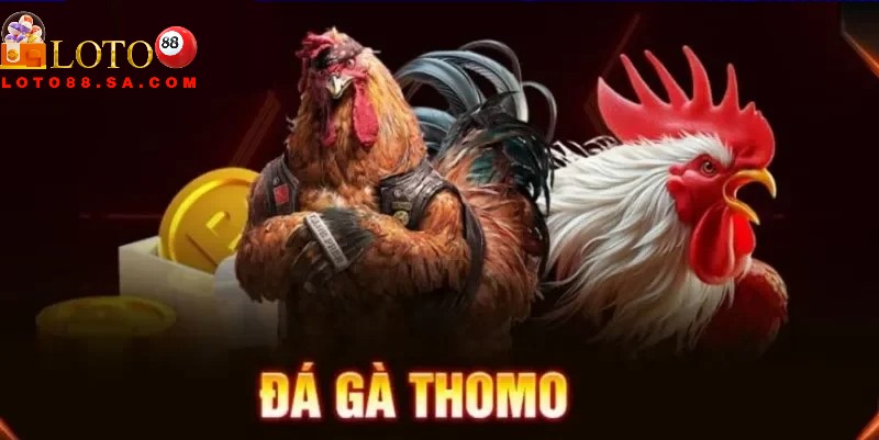 Đá gà Thomo: Đỉnh cao giải trí, xem trực tiếp full HD 3 Có đa dạng kèo cược đá gà siêu hấp dẫn
