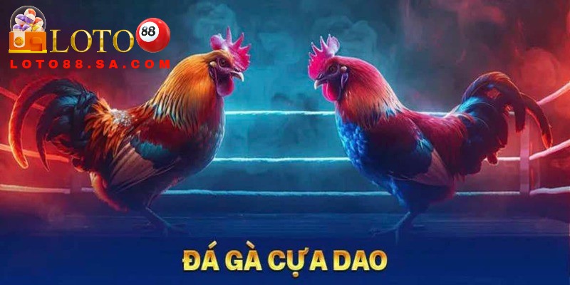 Đá gà cựa dao: Môn thể thao kịch tính, nghệ thuật chiến kê 1 Đá gà cựa dao là hình thức cá cược siêu hấp dẫn