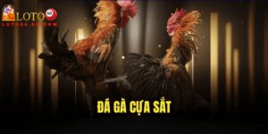 Đá gà cựa sắt là bộ môn cá cược thể thao đã xuất hiện từ lâu đời