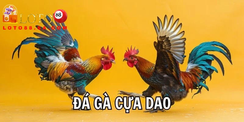 Đá gà cựa dao: Môn thể thao kịch tính, nghệ thuật chiến kê 2 Hình thức cá cược gà cựa dao thể hiện sự dũng mãnh