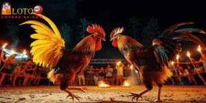 Kinh nghiệm đá gà cần chọn chiến kê dũng mãnh