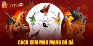 Màu mạng đá gà có ý nghĩa đặc biệt