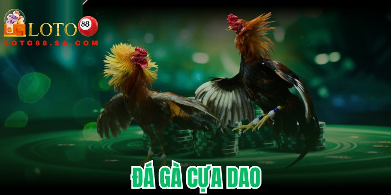 Đá gà cựa dao: Môn thể thao kịch tính, nghệ thuật chiến kê 3 Người chơi cần chú ý đến kỹ thuật đánh giá chiến kê hiệu quả