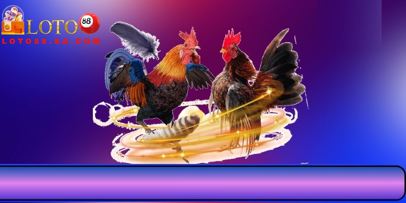 Nên theo dõi chiến thuật cụ thể khi tham gia đá gà